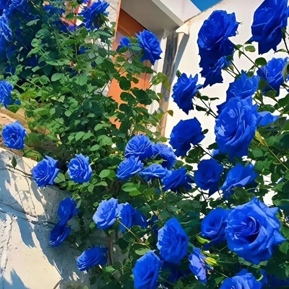 Blue Enchantress Rose