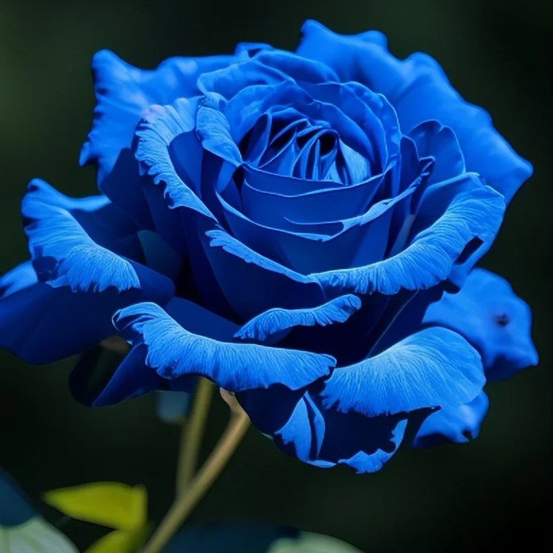 Blue Enchantress Rose