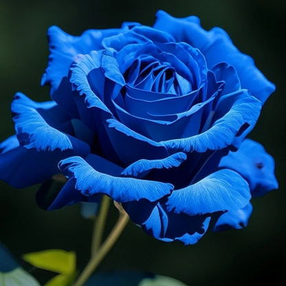 Blue Enchantress Rose