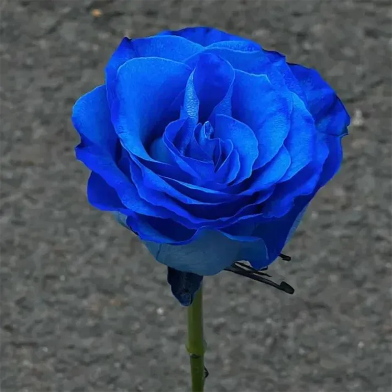 Blue Enchantress Rose