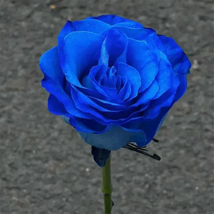 Blue Enchantress Rose